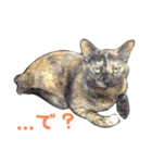 さびねこ わさび（個別スタンプ：10）