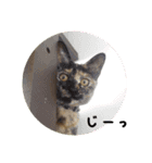 さびねこ わさび（個別スタンプ：11）