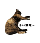 さびねこ わさび（個別スタンプ：12）