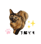 さびねこ わさび（個別スタンプ：13）