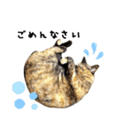 さびねこ わさび（個別スタンプ：14）