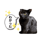 みいちゃんとまなちゃんのスタンプ（個別スタンプ：12）