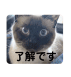 みいちゃんとまなちゃんのスタンプ（個別スタンプ：13）