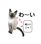 みいちゃんとまなちゃんのスタンプ（個別スタンプ：37）