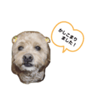 cocoすたんぷ.（個別スタンプ：3）