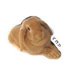 popoすたんぷ（個別スタンプ：3）