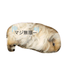 モルモットのショコラ3（個別スタンプ：5）