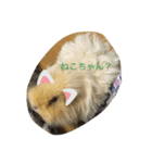 モルモットのショコラ3（個別スタンプ：8）