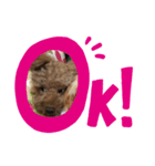 ポー兄と小太郎（個別スタンプ：3）