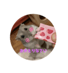 ハム助たん（個別スタンプ：3）