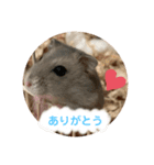 ハム助たん（個別スタンプ：8）