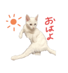 マロ氏スタンプ（個別スタンプ：1）