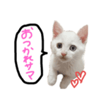 マロ氏スタンプ（個別スタンプ：3）
