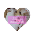 だいふく♡おはぎ（個別スタンプ：5）