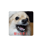 おこりんほう（個別スタンプ：1）