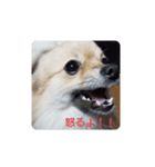 おこりんほう（個別スタンプ：3）