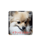 おこりんほう（個別スタンプ：6）