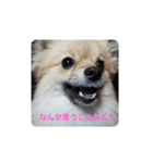 おこりんほう（個別スタンプ：7）