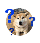ドッグランナーズ        dog runners（個別スタンプ：4）