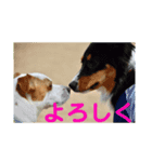 ドッグランナーズ        dog runners（個別スタンプ：5）