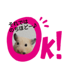 キンクマハムスターのドリスくん②（個別スタンプ：2）