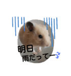 キンクマハムスターのドリスくん②（個別スタンプ：3）