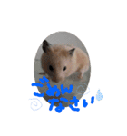 キンクマハムスターのドリスくん②（個別スタンプ：4）