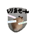 キンクマハムスターのドリスくん②（個別スタンプ：5）