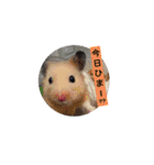 キンクマハムスターのドリスくん②（個別スタンプ：6）