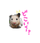 キンクマハムスターのドリスくん②（個別スタンプ：7）