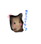 キンクマハムスターのドリスくん②（個別スタンプ：8）