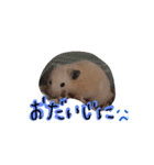 キンクマハムスターのドリスくん②（個別スタンプ：10）