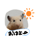 キンクマハムスターのドリスくん②（個別スタンプ：12）