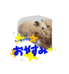 キンクマハムスターのドリスくん②（個別スタンプ：13）