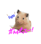 キンクマハムスターのドリスくん②（個別スタンプ：14）