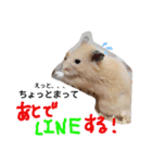 キンクマハムスターのドリスくん②（個別スタンプ：16）