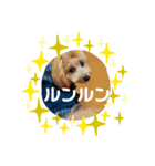 ポノちゃんスタンプその3（個別スタンプ：2）