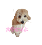 ポノちゃんスタンプその3（個別スタンプ：7）