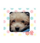 ポノちゃんスタンプその3（個別スタンプ：8）
