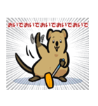 カーリングクアッカワラビー2（個別スタンプ：17）