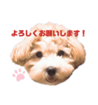My ぽてちゃん（個別スタンプ：5）