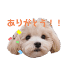 My ぽてちゃん（個別スタンプ：6）