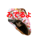 にゃんこの群れ（個別スタンプ：1）
