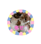 にゃんこの群れ（個別スタンプ：7）