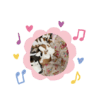 にゃんこの群れ（個別スタンプ：15）