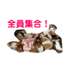 にゃんこの群れ（個別スタンプ：22）