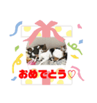 にゃんこの群れ（個別スタンプ：23）