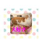 にゃんこの群れ（個別スタンプ：30）