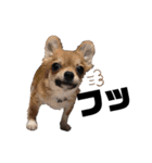 ラッキーと愉快な仲間たち（個別スタンプ：34）