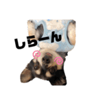 ラッキーと愉快な仲間たち（個別スタンプ：38）